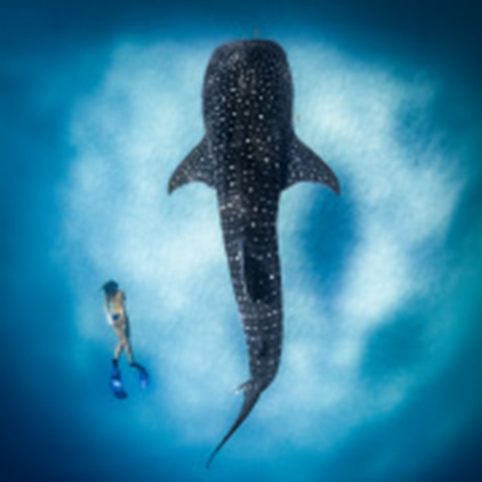 Ocean Film Festival 2027