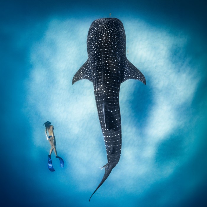 Ocean Film Festival 2027